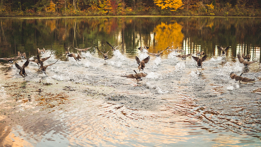 birds flying